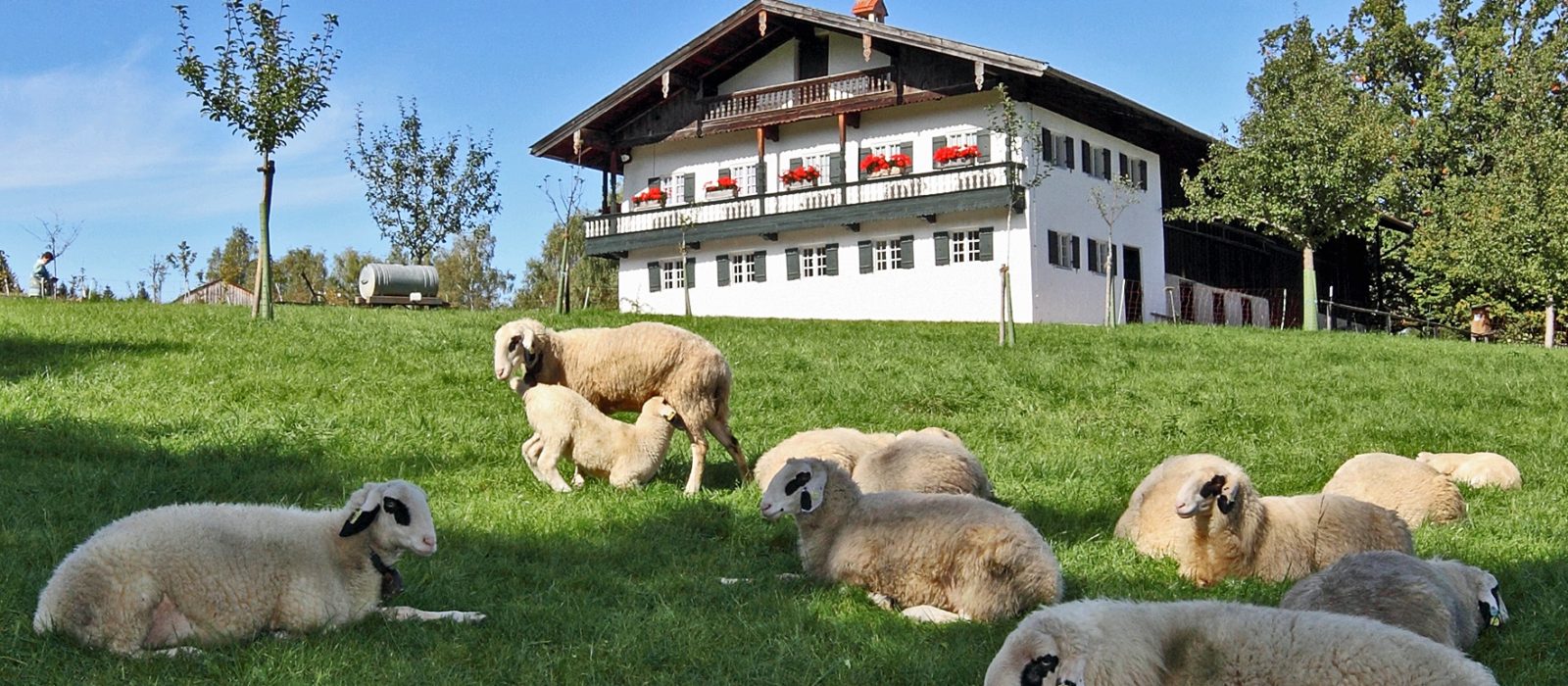 Schafe auf einer Wiese vor einem Hof in Altenbeuern