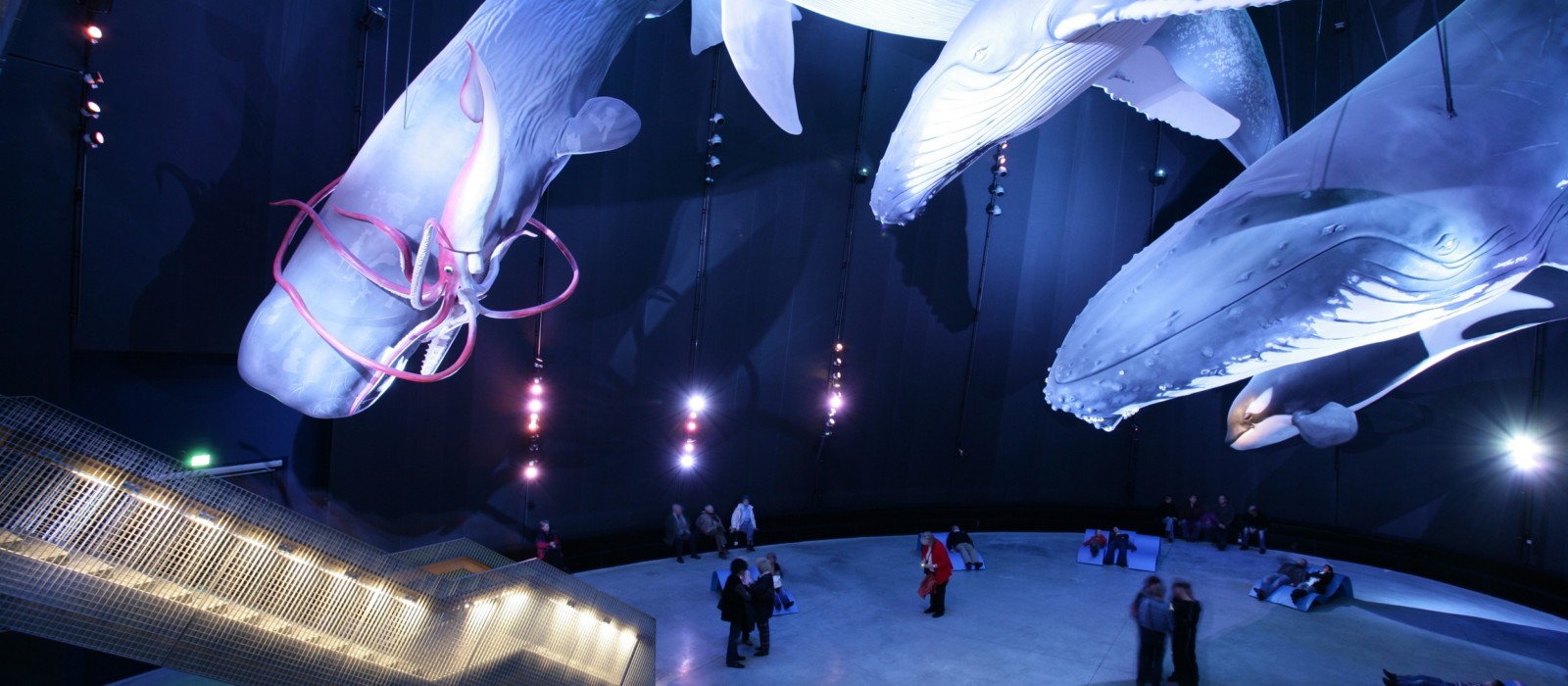Blick in einen Ausstellungsraum des Ozeaneums Stralsung mit den "Riesen der Meere" Nach